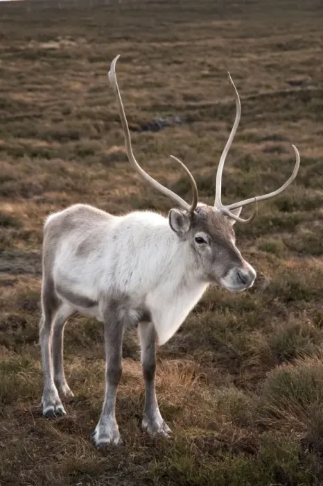 Framed Print : Reindeer - Cairngorm NP - Scotland Framed Print : Reindeer - Cairngorm NP - Scotland