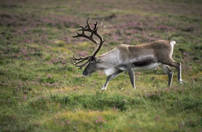 Framed Print : Reindeer - Cairngorms - Scotland Framed Print : Reindeer - Cairngorms - Scotland