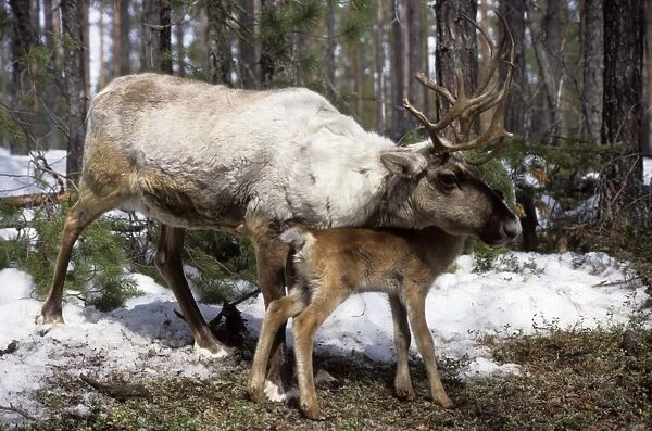 Reindeer with calf in Siberia - Domestic female reindeer, newborn calf, forest near river Taz; spring; North Tumen regon, Siberia, Russia Tz30. 0461