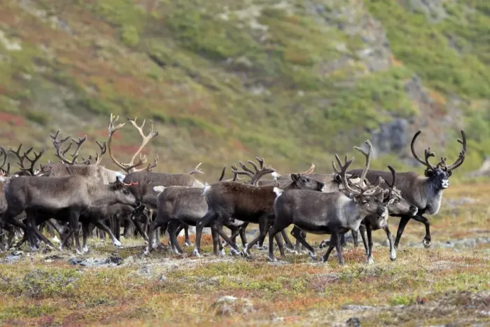 Framed Print : Reindeer / Caribou Framed Print : Reindeer / Caribou
