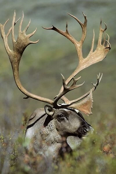 Reindeer  /  Caribou - bull. Denali National Park, Alaska. MJ45