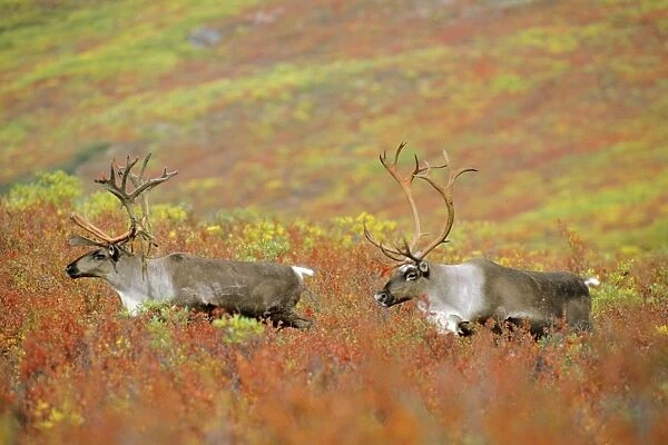 Reindeer  /  Caribou - bulls walking across autumn coloured tundra. The lead bull is still shedding velvet from antlers. Alaska. MJ17