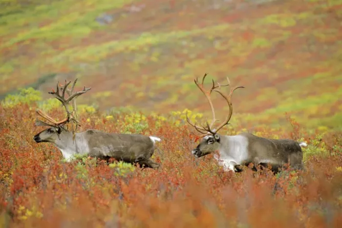 Framed Print : Reindeer  /  Caribou - bulls walking across autumn coloured tundra. The lead bull is still shedding velvet from antlers. Alaska. MJ17