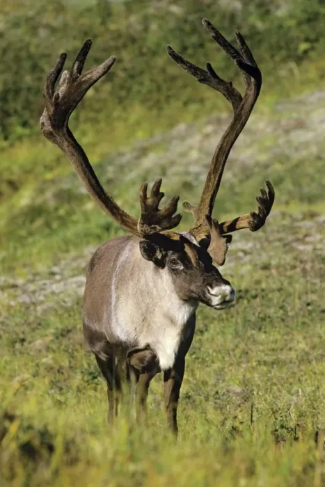 Framed Print : Reindeer / Caribou Denali National Park, Alaska. MJ68 Framed Print : Reindeer / Caribou Denali National Park, Alaska. MJ68