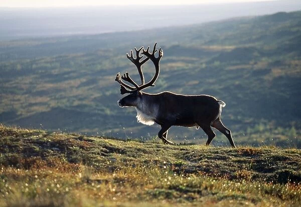 Reindeer  /  Caribou Denali National Park, Alaska