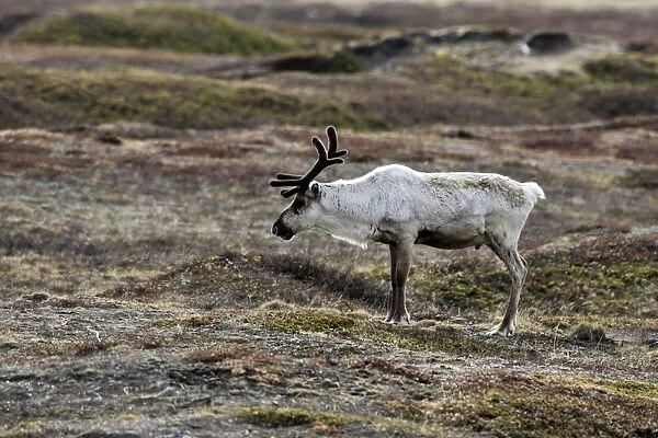 Reindeer  /  Caribou - domestic. Varanger fjord - Norway