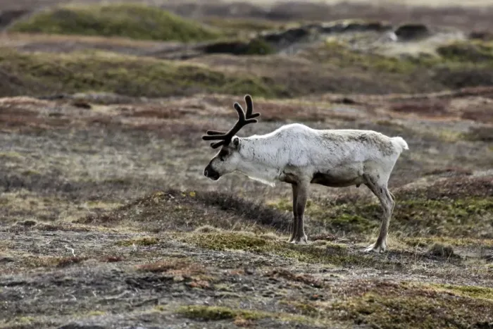 Framed Print : Reindeer / Caribou - domestic. Varanger fjord - Norway Framed Print : Reindeer / Caribou - domestic. Varanger fjord - Norway