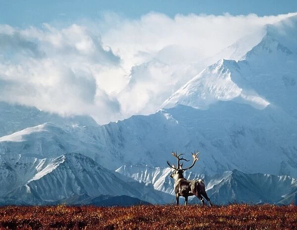 Reindeer  /  Caribou - with Mount McKinley in background Alaska