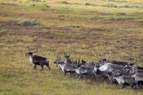 Reindeer  /  Caribou - Seward Peninsula