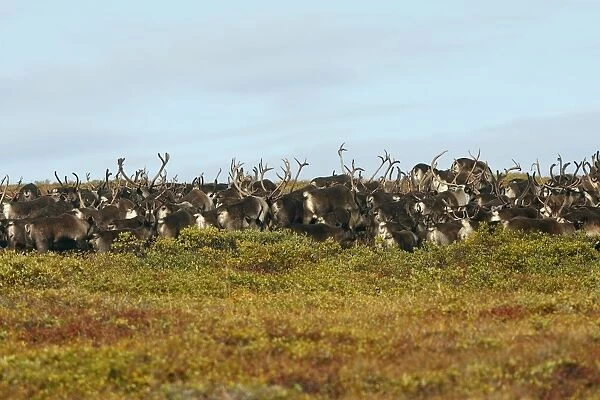 Reindeer  /  Caribou - Seward Peninsula