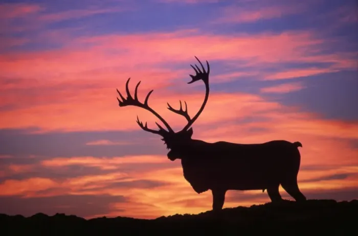 Framed Print : Reindeer / Caribou - at sunset Framed Print : Reindeer / Caribou - at sunset