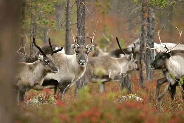 Reindeer herd in autumn coloured forest Dalarna region, Sweden