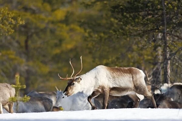 Reindeer - in snow - Sweden
