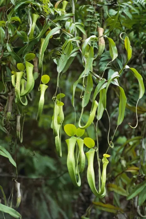 Framed Print : Reinwardt's Pitcher Plant - aerial pitchers, Sabah, Borneo, Malaysia JPF33162 Framed Print : Reinwardt's Pitcher Plant - aerial pitchers, Sabah, Borneo, Malaysia JPF33162