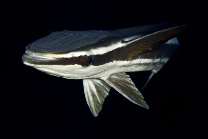 Framed Print : Remora / Sharksucker - Red Sea Framed Print : Remora / Sharksucker - Red Sea