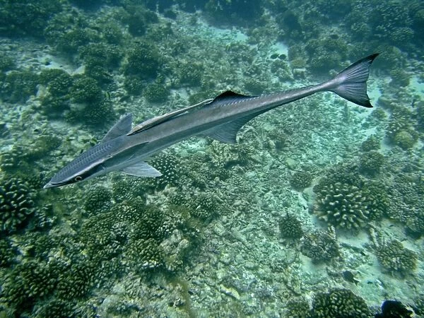 Remoras - A most unusual image where a juvenile remora is has adhered to the back of a mature remora. This kind of behavour has rarely if ever been recorded before. Tumotos, french Polynesia