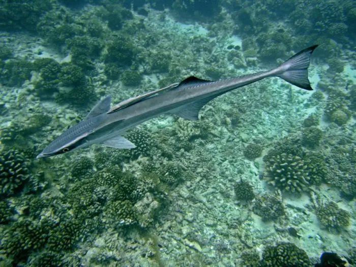 Framed Print : Remoras - A most unusual image where a juvenile remora is has adhered to the back of a mature remora. This kind of behavour has rarely if ever been recorded before. Tumotos, french Polynesia Framed Print : Remoras - A most unusual image where a juvenile remora is has adhered to the back of a mature remora. This kind of behavour has rarely if ever been recorded before. Tumotos, french Polynesia
