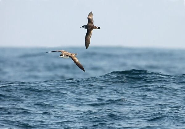 RES-273. Great Shearwater RES 273. In flight over water