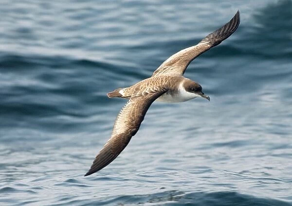 RES-274. Great Shearwater RES 274. In flight over water