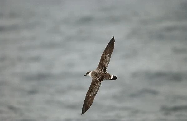 RES-275. Great Shearwater RES 275. In flight over water