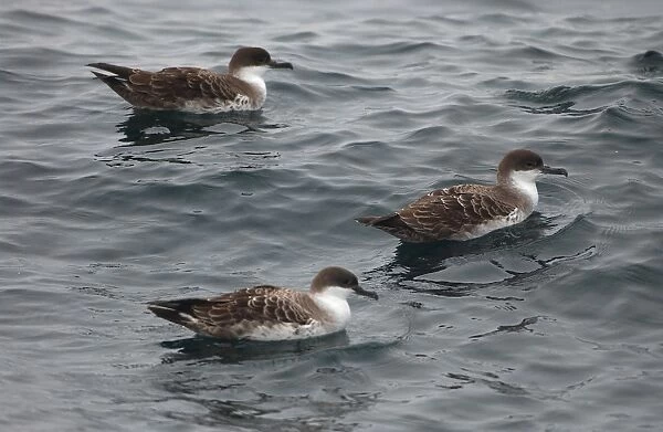 RES-276. Great Shearwaters RES 276. On water