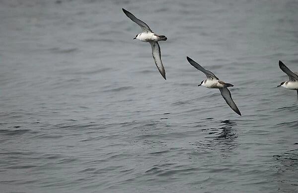 RES-281. Great Shearwaters RES 281. In flight over water