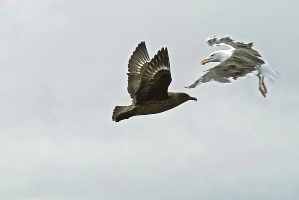 RES-403. Great Skua attacked by Great Black-backed Gull 