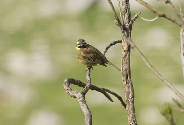 RES-557. Cirl Bunting - adult male, February.. Southern Spain