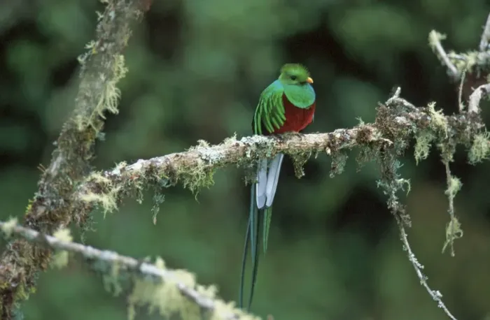 Framed Print : Resplendent Quetzal HDD 781 Perched on branch Costa Rica Pharomachrus mocinno costaricensis © Hans D. Dossenbach / ardea. com Framed Print : Resplendent Quetzal HDD 781 Perched on branch Costa Rica Pharomachrus mocinno costaricensis © Hans D. Dossenbach / ardea. com