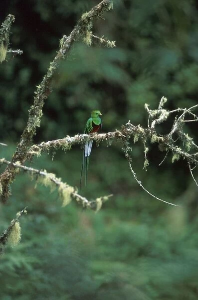 Resplendent Quetzal HDD 782 Perched on branch Costa Rica Pharomachrus mocinno costaricensis © Hans D. Dossenbach  /  ardea. com