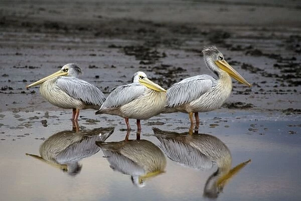 Resting Pelicans - With reflection in water - Lake Ndutu - Ngorongoro - Tanzania - Africa