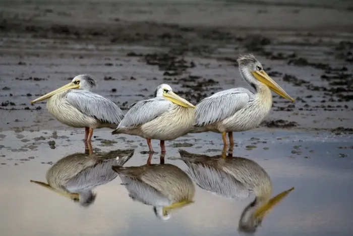 Framed Print : Resting Pelicans - With reflection in water - Lake Ndutu - Ngorongoro - Tanzania - Africa Framed Print : Resting Pelicans - With reflection in water - Lake Ndutu - Ngorongoro - Tanzania - Africa