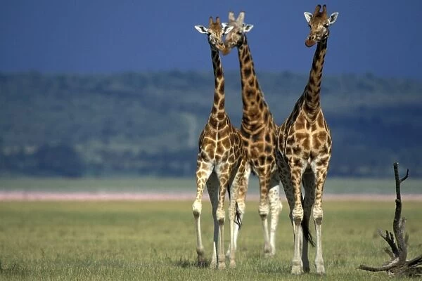 Reticulated Giraffe - three