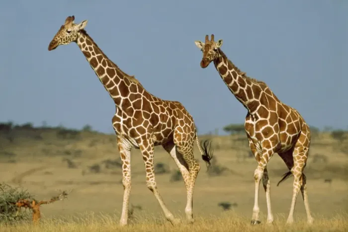 Framed Print : Reticulated Giraffe
