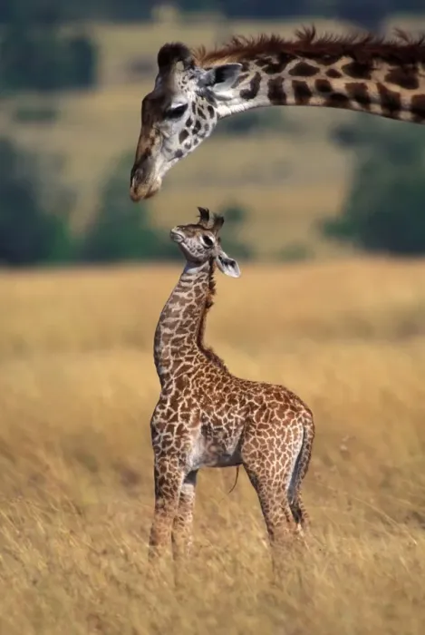 Framed Print : Reticulated Giraffe - adult with newborn calf, showing umbilical cord Framed Print : Reticulated Giraffe - adult with newborn calf, showing umbilical cord