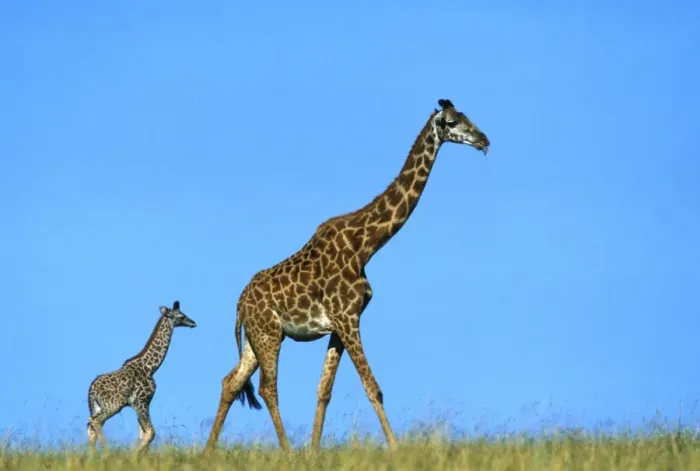 Framed Print : Reticulated Giraffe - adult with young Framed Print : Reticulated Giraffe - adult with young
