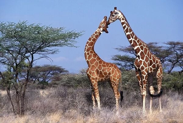 Reticulated Giraffe - two adults