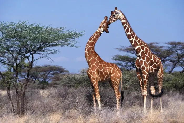 Framed Print : Reticulated Giraffe - two adults Framed Print : Reticulated Giraffe - two adults