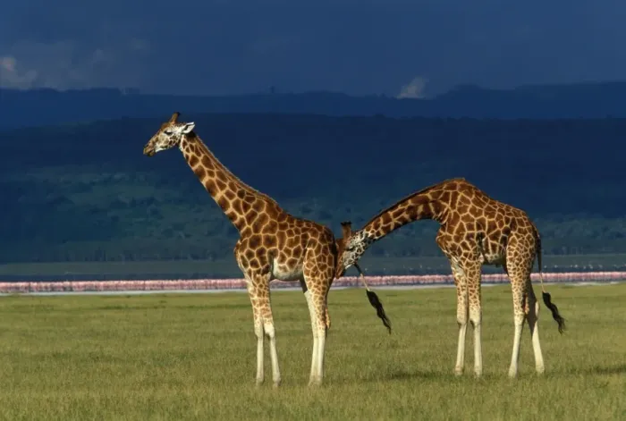 Framed Print : Reticulated Giraffe - two adults Framed Print : Reticulated Giraffe - two adults