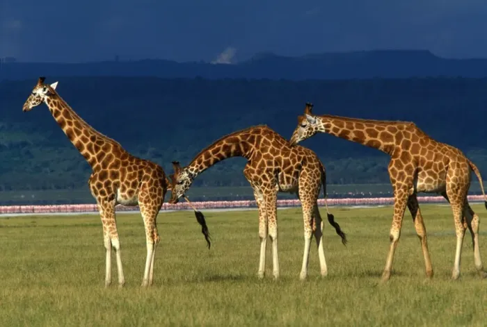 Framed Print : Reticulated Giraffe - three adults Framed Print : Reticulated Giraffe - three adults