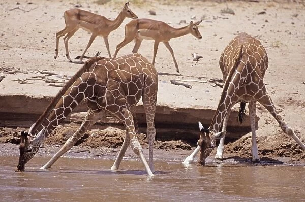 Reticulated Giraffe - bending down to drink water - Samburu National Reserve - Kenya JFL05380