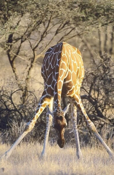 Reticulated Giraffe - bending down to feed on grass - Samburu National Reserve - Kenya JFL17100