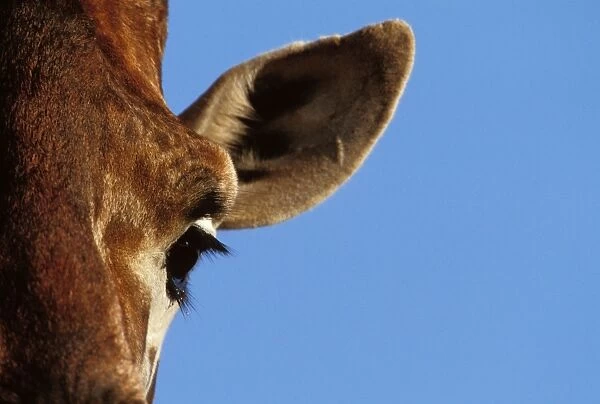 Reticulated Giraffe - close up of eye & ear