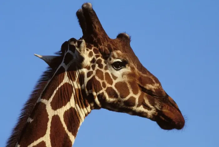 Framed Print : Reticulated Giraffe - close up of face Framed Print : Reticulated Giraffe - close up of face