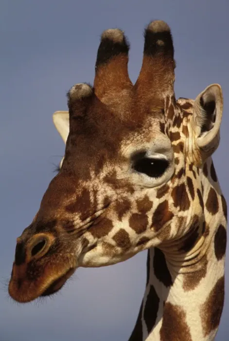Framed Print : Reticulated Giraffe - close up of face Framed Print : Reticulated Giraffe - close up of face