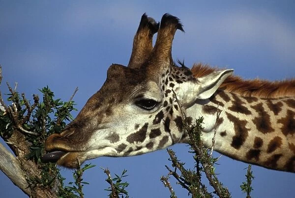 Reticulated Giraffe - close-up of head, feeding
