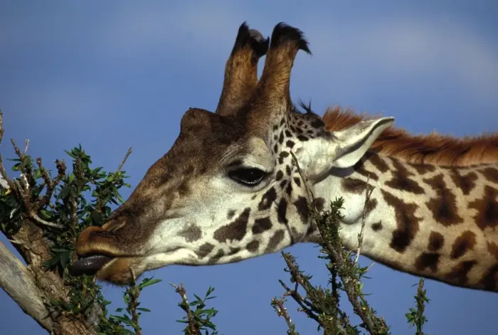 Framed Print : Reticulated Giraffe - close-up of head, feeding