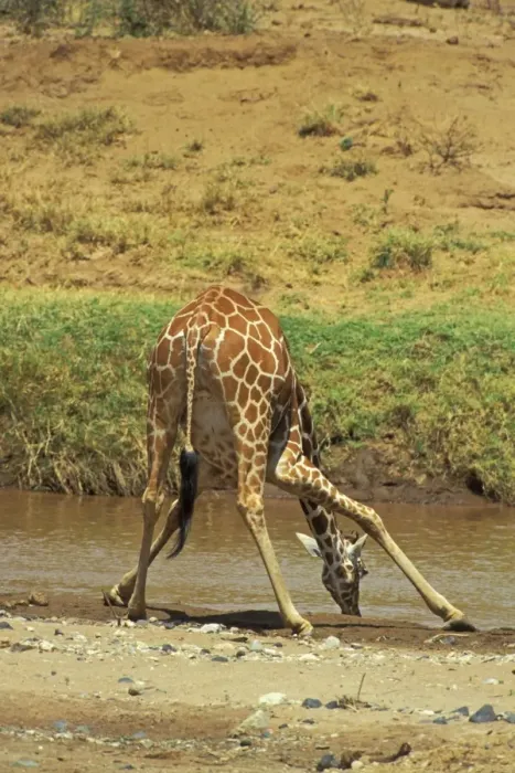 Framed Print : Reticulated giraffe - drinking Africa. 3mb519 Framed Print : Reticulated giraffe - drinking Africa. 3mb519