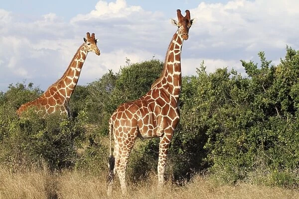 Reticulated Giraffe - family - Solio ranch - Kenya