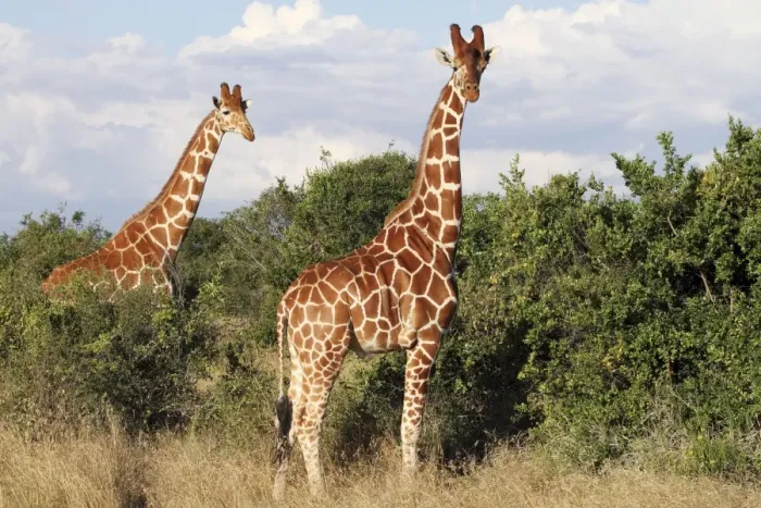 Framed Print : Reticulated Giraffe - family - Solio ranch - Kenya Framed Print : Reticulated Giraffe - family - Solio ranch - Kenya